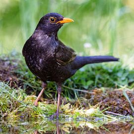 Merle noir (Turdus merula)