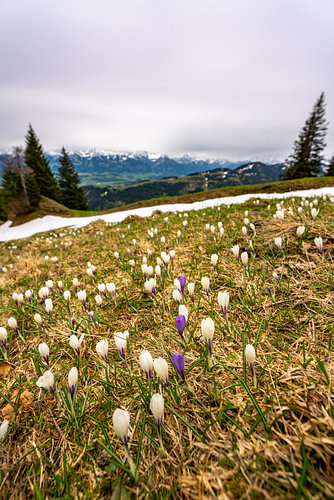 Krokussen aan de Nagelfluhketen in Allgäu