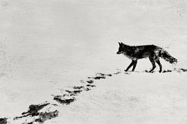 Sneeuwvospad van Chromatic Storm Studio