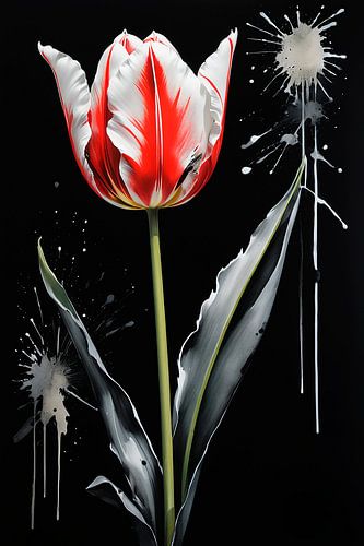 Tulip white and red...