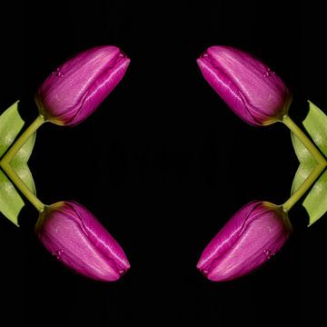 Vier Tulpen