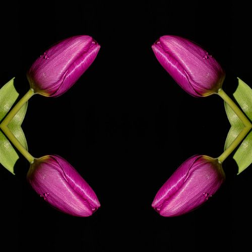 Vier Tulpen