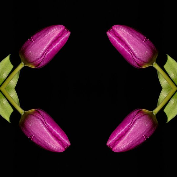 Four Tulips from the middle by Leon Buijs
