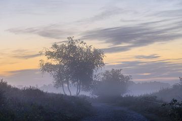 chemin brumeux sur Tania Perneel