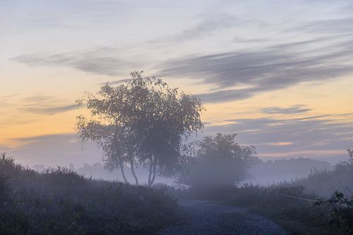 misty path