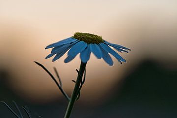 Magritte bloem in de zonsondergang. Witte bloemblaadjes. Natuurfoto van een bloem.