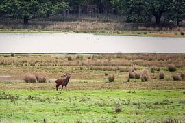 Deer in the Bronze Age