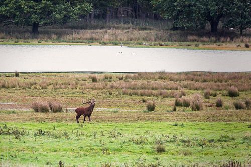 Herten in de bronstijd