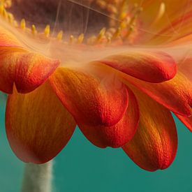 Even anders: Panorama van een warme oranje-gele Gerbera met een sluier van witte rook van Marjolijn van den Berg