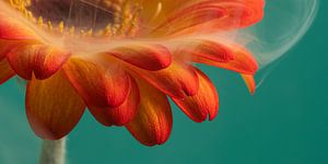 Etwas anderes: Panorama einer warm orange-gelben Gerbera mit einem Schleier aus weißem Rauch