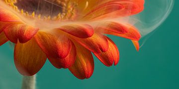 Etwas anderes: Panorama einer warm orange-gelben Gerbera mit einem Schleier aus weißem Rauch von Marjolijn van den Berg