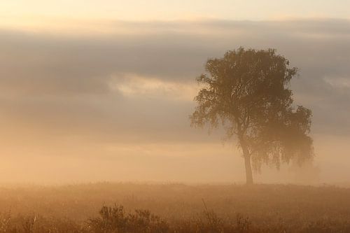 Sonnenaufgang im Moor.2