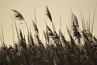 rust in de natuur