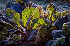 Artistic Cabbage by Rob Boon