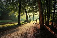 Wandeling in de bossen