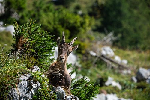 Steenbok dame