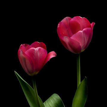 Tulips against a dark background
