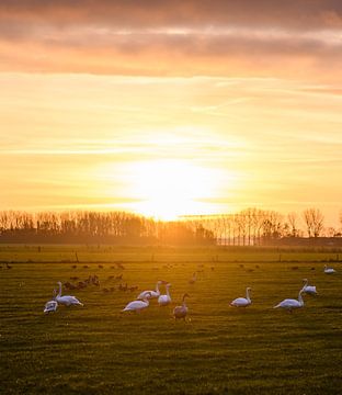 swans and geese in the golden light by Tania Perneel