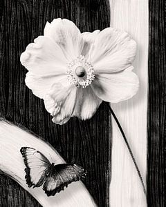 Blume und Schmetterling - Zeitlose Eleganz