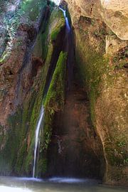 Padro Negro by Cornelis (Cees) Cornelissen