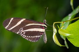 Close up butterfly on a leaf by Ron Jobing