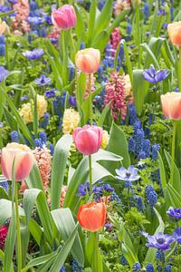 Bloemenveld