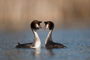 Grey Crested Grebes (Podiceps cristatus) in baltsstemming, paring, vol genade, liefde tederheid, har