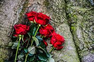 Singel Roses van Rayn Hossainkhan thumbnail