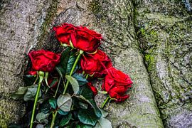 Singel Roses by Rayn Hossainkhan