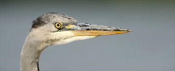 Portret blauwe reiger