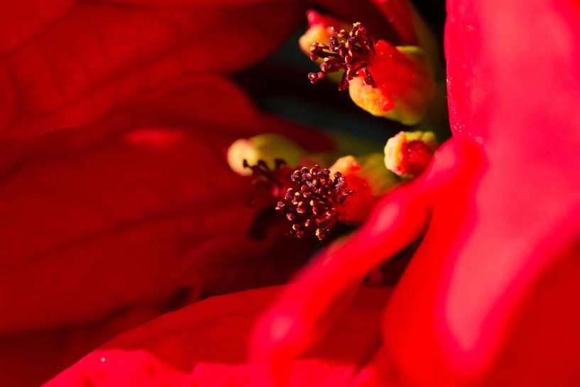 Red heart by kitty van gemert