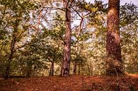 Autumn Trees 4 - Loonse en Drunense Duinen van Deborah de Meijer thumbnail