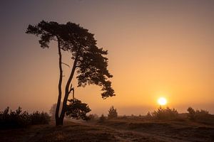 Schöner Baum während eines nebligen Sonnenaufgangs