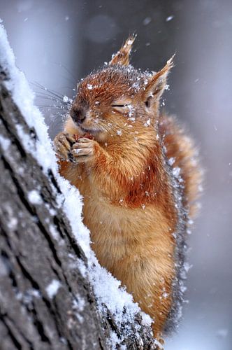 winter van Ervin Kobakçi