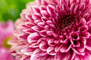 Rosa Blume
