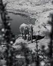 Durstiger Afrikanischer Elefant 2,0 von Ian Schepers Miniaturansicht