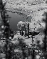 African elephant | Addo Elephant Park, South Africa (Black and white)