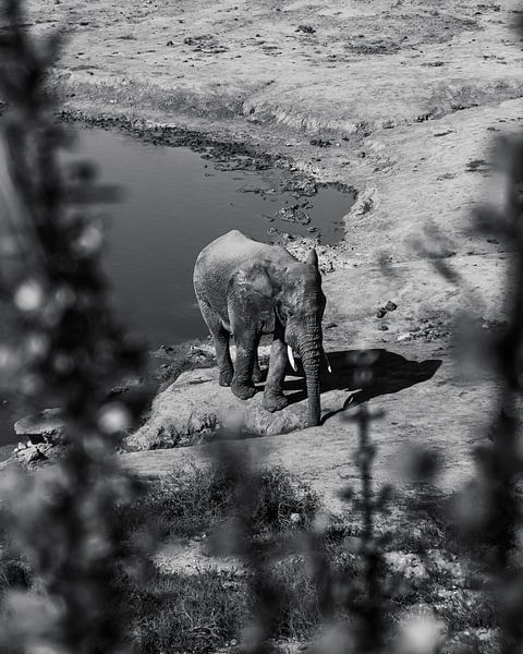 Durstiger Afrikanischer Elefant 2,0 von Ian Schepers