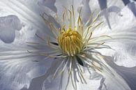 White anemone by JTravel thumbnail