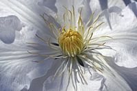 Weiße Anemone