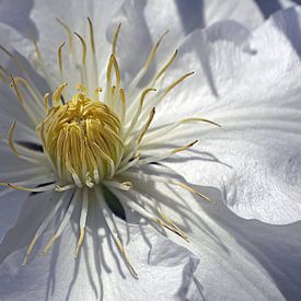 White anemone by JTravel