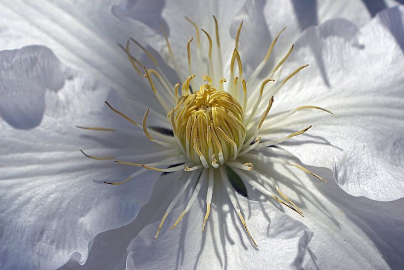 White anemone by JTravel