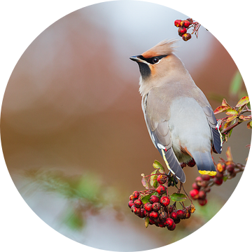 Pestvogel van Mark van der Walle