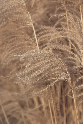 Soft Plumes