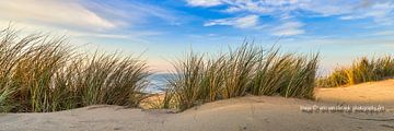dune avec plage d'ammophile et mer du nord