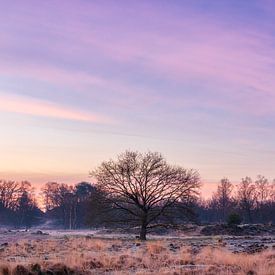 Lever de soleil violet et coloré à Loonse & drunense duinen, Pays-Bas sur Enrique De Corral