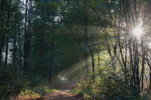 Wolfhezer heath part 11