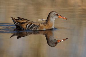 Waterral met weerspiegeling in het water