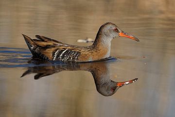 Water Rail with it's reflection in the water. by Astrid Brouwers