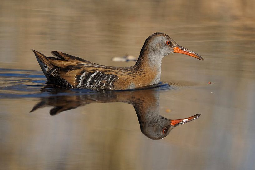 Water Rail with it's reflection in the water. by Astrid Brouwers